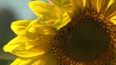 Arı ayçiçeğinin üzerinde oturur, ayçiçeği başı güçlü rüzgarda sallanır.