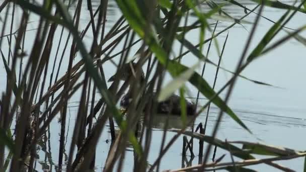 Pequeno Patinho Selvagem Entre Juncos Secos Reflete Água Calma Rio — Vídeo de Stock