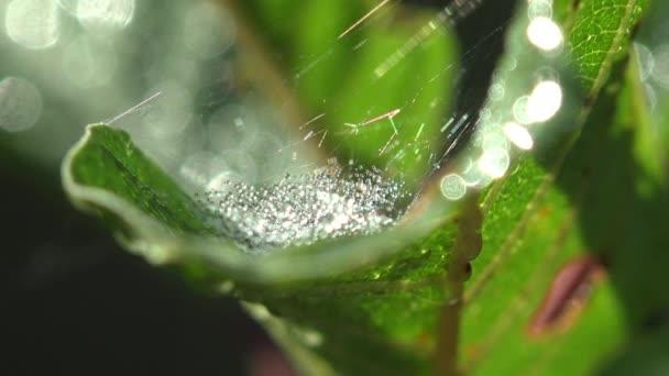 Yeşil Bir Yaprağın Kıvrımındaki Örümcek Yuvası Her Sabah Çiğ Damlasıyla — Stok video