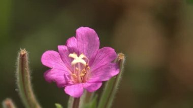 Pembe parlak bahar çiçeği yeşil çayırda yetişir, hafif rüzgar tomurcukları sallar