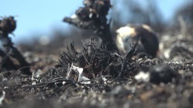 Çayırdaki kavrulmuş ve ölü toprağın makro görüntüsü rüzgâr, yanmış salyangoz ve çayır evlerinin arka planındaki yangından sonra yanmış siyah otları hareket ettirir.