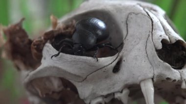 Büyük çeneli siyah böcek, gerçek bok böcekleri, bok böcekleri veya böcek böceklerinden oluşan Scarabaeidae familyası. Beyaz köpek kafatası üzerinde sürünerek. Yabani böceklerin yakın görüntüsü