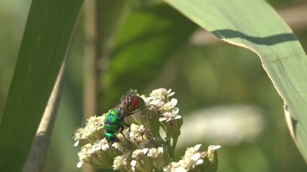 Green Wasp Moves White Wildflowers Cuckoo Wasps Emerald Wasps Hymenopteran — Stock Video