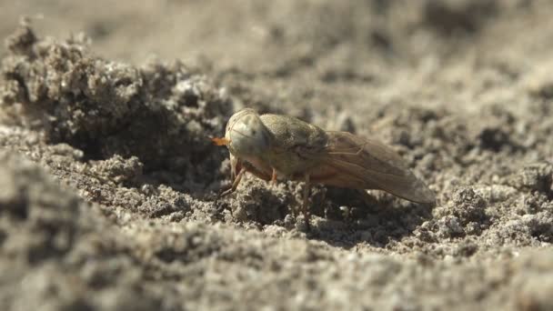 Lólegyek Lólegyek Igazi Legyek Tabanidae Családban Rovarrend Szerint Diptera Makró — Stock videók