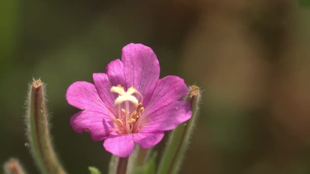 Pink Bright Spring Flower Grows Green Meadow Light Wind Shakes — 图库视频影像