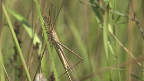 Acrida Cinerea Orientalisk Långsträckt Gräshoppa Gräshoppa Kinesisk Gräshoppa Som Sitter — Stockvideo