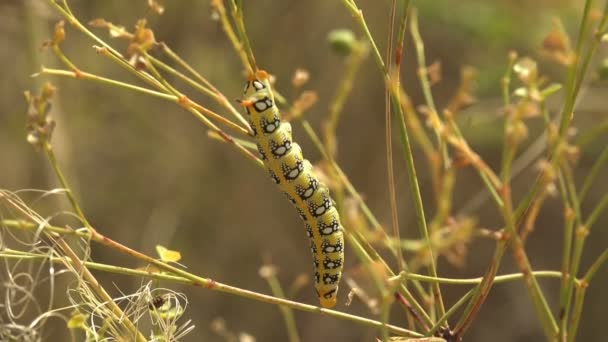 Caterpillar Καταπιείτε Πεταλούδες Είναι Μεγάλες Πολύχρωμες Πεταλούδες Στην Οικογένεια Papilionidae — Αρχείο Βίντεο