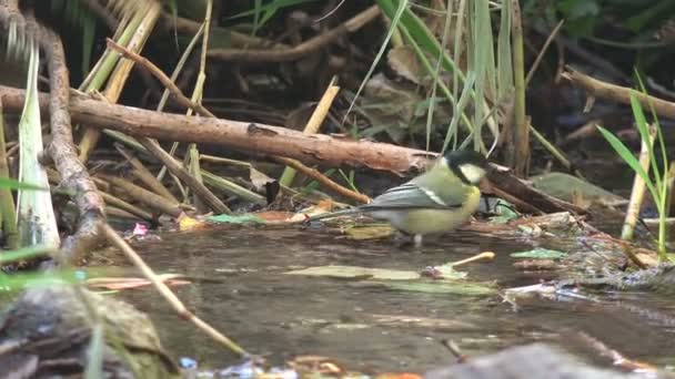 Jeune Mésange Baigne Dans Ruisseau Forestier Boit Eau Pendant Chaude — Video