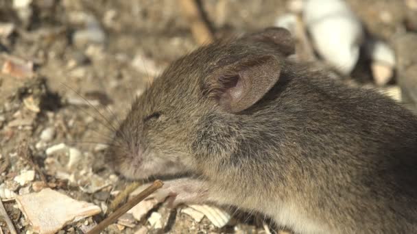 Dead Mouse Lies Meadow Close Animal Head Closed Eyes — Vídeos de Stock