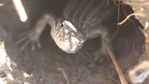 Cabeza Lagarto Sale Del Agujero Pequeño Lagarto Gris Joven Sienta — Vídeo de stock