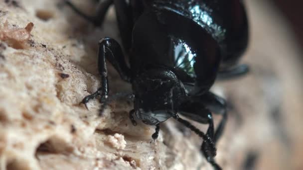 딱정벌레의 Scarabaeidae 풍뎅이 풍뎅이가 이슬에 반짝인다 위에서 진동하지 매크로는 곤충을 — 비디오