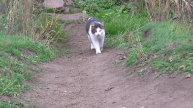 Evsiz kedi nehir sazlıklarının arasında yürüyor.