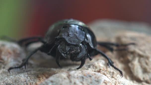 Echte Mistkäferfamilie Scarabaeidae Skarabäen Oder Skarabäuskäfer Kriecht Auf Steinernen Muschelfelsen — Stockvideo