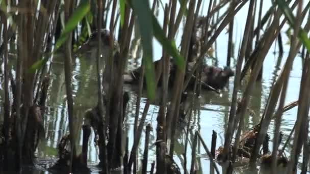 在干枯的芦苇间的野生小鸭在平静的河里不停地游动 — 图库视频影像