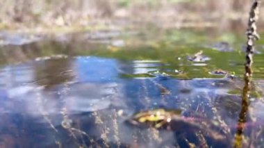 Orman bataklığının sularından yavaş çekim, larva sivrisineğiyle, damlacıklar yüzer ve iribaşlar.