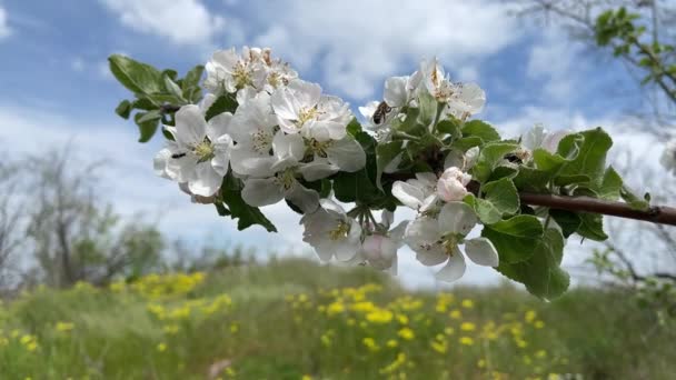 White Flowers Wild Apple Tree — 图库视频影像