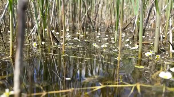 Water Surface Forest Swamp Reed Stalks White Flowers Water Splashes — Wideo stockowe