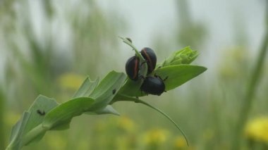 Chrysomelidae Latreille familyasından üç siyah yaprak böceği, göbeğinde kırmızı şeritli kumda sürünüyor. Vahşi hayatta makro böceği görüntüle