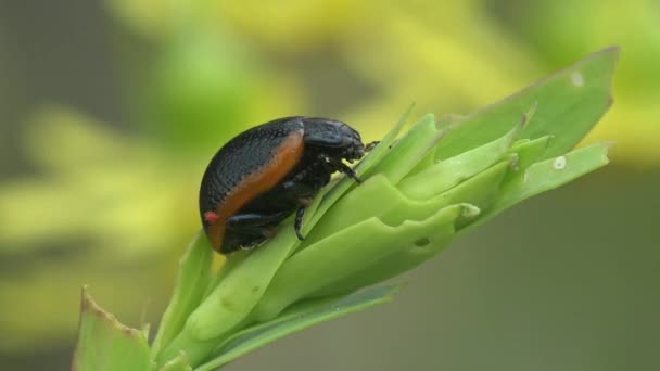 Black Leaf Beetle Family Chrysomelidae Latreille Red Stripe Belly Crawl — Wideo stockowe