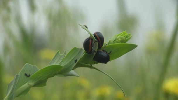 Three Black Leaf Beetle Family Chrysomelidae Latreille Red Stripe Belly — 图库视频影像