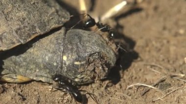 Siyah karıncalar yumurtadan çıktıktan sonra ölen küçük bir kaplumbağaya saldırırlar, makro görüşlü kafa. Trajedi Emydidae Terrapene carolina, Macro view, Doğu Kutusu (juvenile), Kaplumbağalar Testudines sınıfının alt bezleridir. 