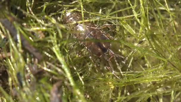 伍兹是一个甲壳类的单植物亚目 龙门亚目 等足类 观赏野生生物中的宏观昆虫 — 图库视频影像