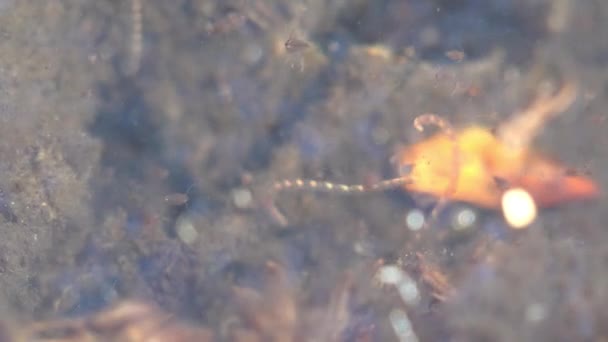 Tubifex Het Kosmopolitische Geslacht Van Tubificid Annelids Dat Sedimenten Van — Stockvideo