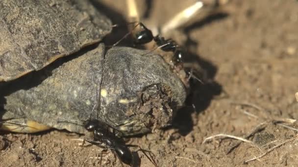 Black Ants Attack Small Turtle Died Exiting Egg Macro View — ストック動画