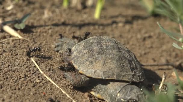 Een Groep Mieren Valt Kleine Schildpadden Aan Die Net Uit — Stockvideo