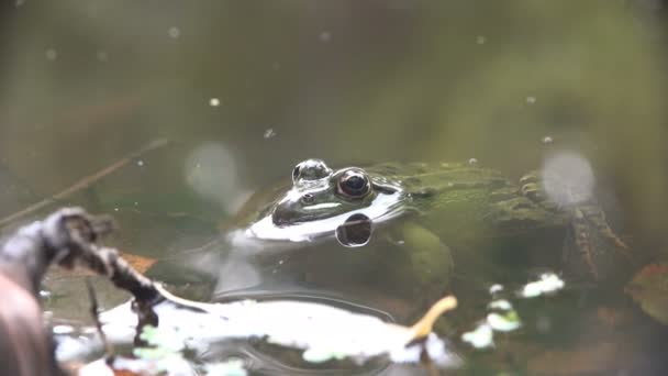 Flussfrosch Grünen Wasser Auf Einem Waldsumpf Sommermorgen Reptil Zur Paarungszeit — Stockvideo