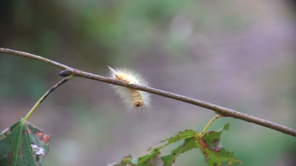 Furry White Caterpillar Sitting Branch — Vídeos de Stock