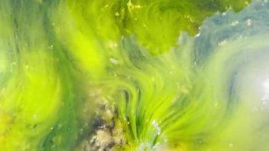 Sudaki alglerin kaotik ve fantastik hareketlerinin üst görüntüsü, kıyıya yakın denizler.