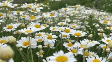 Beyaz papatya çiçeği tomurcukları üzerinde hareket yaz rüzgarında sallanıyor yeşil çayırlar arasında