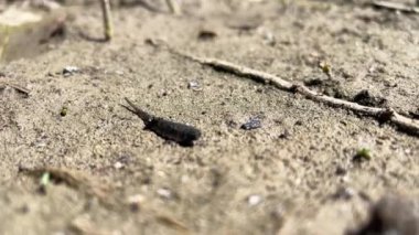 Sülük (Hirudo mediinalis) bataklığın yanında hareket eder. Organizmalar kuraklıktan kurtulur. Hirudo, Hirudinidae familyasından bir sülük cinsidir.