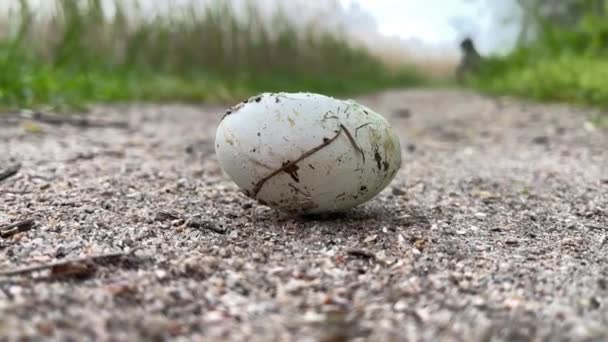 Σπασμένο Φαγωμένο Αυγό Πουλιού Βρίσκεται Στο Μονοπάτι Κοντά Στη Λίμνη — Αρχείο Βίντεο