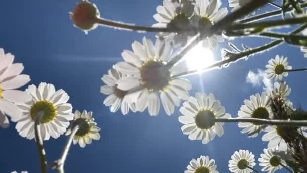 Botten Utsikt Över Vita Prästkragar Kamomill Transparent Fantastiska Blommor Sommaren — Stockvideo