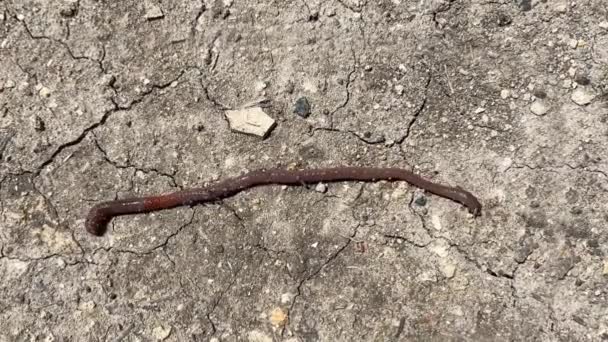 Een Regenworm Bedekt Met Stukken Zand Ontsnapt Aan Droogte Kruipt — Stockvideo