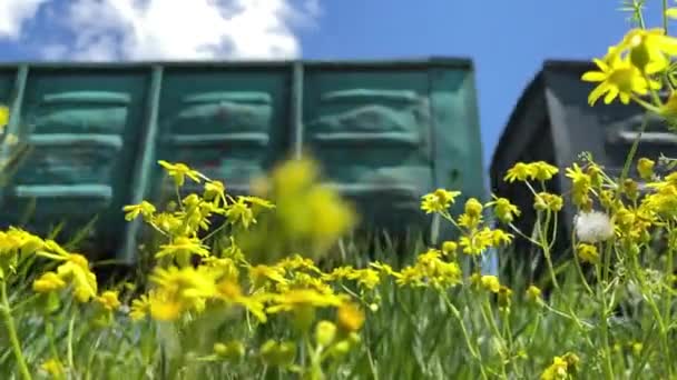 Demiryolunda Yavaş Hareket Eden Vagonların Arka Planında Sarı Çiçekler Yeşil — Stok video