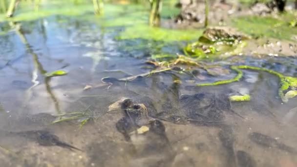 Overhead View Movement Tadpoles Algae Reflection Reeds Shallow Water Swamp — Stock Video