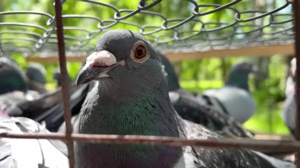 Cabezas Palomas Enjauladas Antes Competencia Las Aves Correo Son Probadas — Vídeo de stock