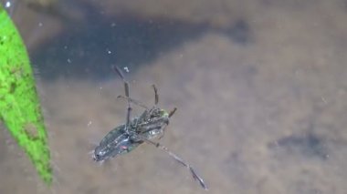 Su altında kabuklular ve chironomitler. Sigara striata, Hesperocorixa, Corixidae, kanatlı bir böcektir. Vahşi hayatta makro böceği görüntüle