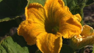 Büyük, tüylü, sarı balkabağı çiçeği bir tarlada yeşillikler arasında yetişiyor, arılar uçuşuyor. Çayırların arasındaki bitkilere yakın çekim