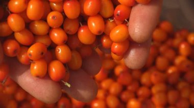Turuncu böğürtlen ellerinden düşüyor. Su aygırı üzümleri, deniz dikenleri cinsi, ağaçta uzun yapraklarla büyümüş, makro.