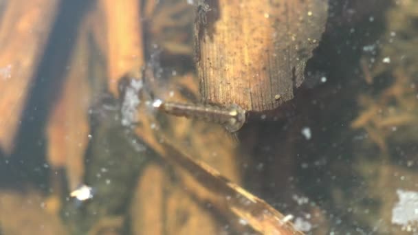 Larves Les Moustiques Flottants Tirent Corps Pour Déplacer Stade Troisième — Video