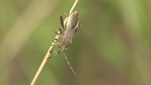 줄기에 바람으로 머리에 Alydus Piloulus 야생에서 곤충으로 보이는 매크로 — 비디오