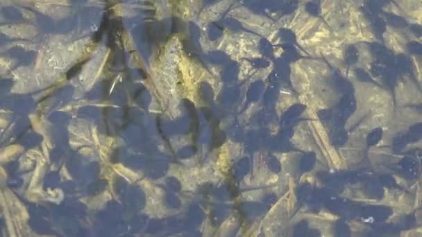 藻間のオタマジャクシの動きの俯瞰と沼の浅い水における葦の反射 — ストック動画