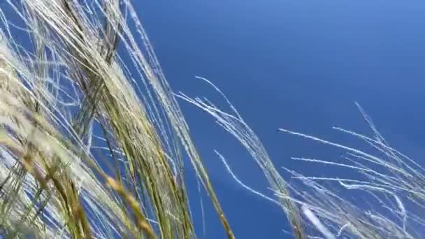Veren Gras Slingert Langzaam Wind Vegetatie Van Open Steppen Vedergras — Stockvideo