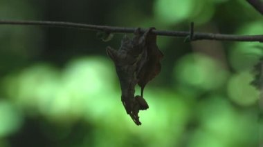 Tırtıl, sahne kelebeği, ıstakoz güvesi, kendi güvenliği için yatay dala tutunur ve kuru yaprak gibi davranır. Vahşi Yaşam 'da Makro görünüm böceği