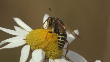 Eşek arısı, kağıt yaban arısı, bir tarladan diğerine geçer. Vahşi hayatta makro böceği görüntüle