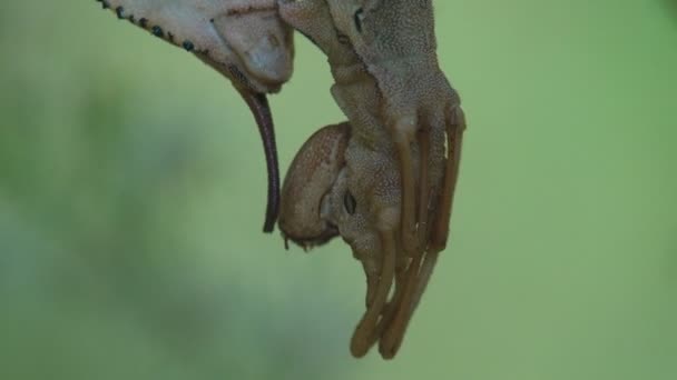 Oruga Mariposa Etapa Polilla Langosta Congeló Por Seguridad Fingió Ser — Vídeos de Stock